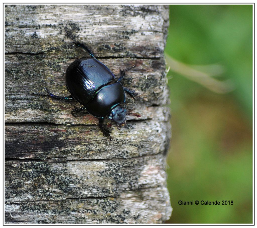 Geotrupidae: Anoplotrupes stercorosus? cfr. Anoplotrupes stercorosus